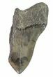 Partial, Fossil Megalodon Tooth #89024-1